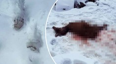 Radim nachytal medvěda při činu: Vyfotil stopy i rozdrásanou zvěř!
