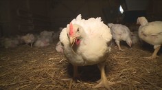 Kvóty na dovoz potravin z Ukrajiny ničí české zemědělce. Cukrovarníci se bojí krachu