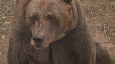 Zemřel nejstarší medvěd v českých zoo. Pištovi bylo téměř 40 let