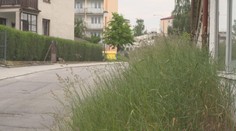 V Jihlavě nestíhají sekat trávu. Město proto chce, aby se zapojily všechny firmy
