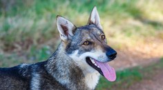 Rodina si myslela, že si z útulku odváží psa. Slova veterináře ji velmi překvapila