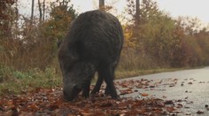 Na silnicích přibývá srážek se zvěří. Pomoci mají pachové ohradníky