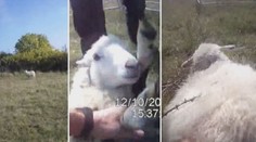 VIDEO: Strážníci na Stránské skále vysvobodili jehně ze sevření trnů
