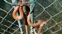 Překvapení pro obyvatele Barchova. Na plotě našli exotického hada