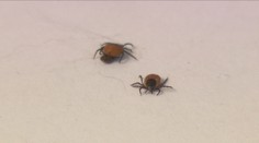 Čeští vědci udělali zásadní objev o klíšťatech. Může otevřít cestu k nové vakcíně