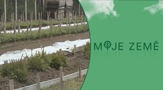 Kůrovec ve velkém požírá české lesy, zároveň chybí nové sazenice
