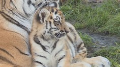 Dva malé roztomilé přírůstky v zoo v Hluboké nad Vltavou už zkoumají svět