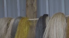 Exportní hit Afriky? Paruky z banánových slupek si chválí kadeřníci i klienti