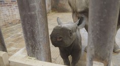 Zoo Dvůr Králové se pyšní chovem nosorožců. Takhle se daří novorozenému Magashimu