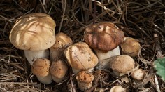 Houbaři jsou překvapení, začala už růst oblíbená houba. Tak brzy? žasnou