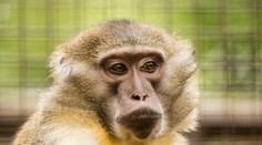 Vzácné opice: Není jich ani 30 na světě, tři teď mají v ostravské zoo!