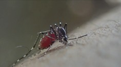 Američané chtějí vypustit miliony komárů. Mají zachraňovat životy