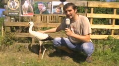 Čapí kluk MÁ protézu! Klapík se do Afriky už nevrátí!