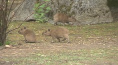 Historický rekord v pražské zoo. Narodilo se najednou hned sedm kapybar