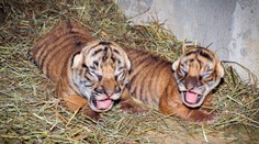 V pražské zoo se narodila mláďata tygra! Už známe jejich pohlaví!