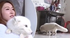 Žena nechápala, proč její pes neštěká. Odhalení ji šokovalo!