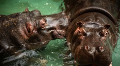 První nákaza covidem u hrochů: Zvládají to dobře, uvedla zoo