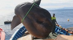 Rybáři vytáhli tajemného obra z hlubin moře. Vážil přes tunu