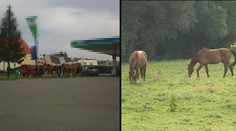 Netradiční komplikace v dopravě: Ulicemi Jihlavy se proháněli koně