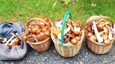 V lesích se dají najít parádní úlovky! Nerostou ale všude, varuje mykolog