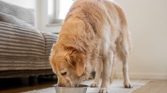 Veterináři varují před krmením pro mazlíčky. Ve zvěřině našli olovo