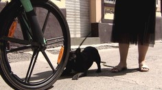 Cyklista pejskaři zlomil čelist. Násilníkovi teď hrozí osm let