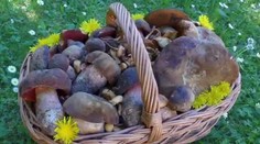 Houbaři nosí z lesa plné košíky! Chlubí se už i obřími hřiby. VIDEO