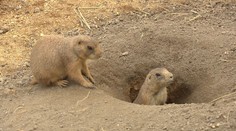 Notoričtí útěkáři mají nový domov! Zoo přichystala psounům překvapení