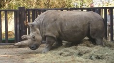 Záchrana nosorožce bílého severního je o krok blíž. Mohlo by se to podařit už za 6 let