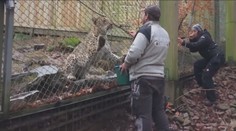 Vzácní levharti budou v Rusku vypuštěni do volné přírody
