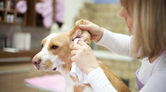 Stručně a přehledně jak aplikovat ušní a oční kapky u domácího mazlíčka