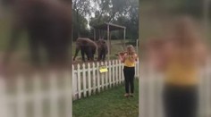 Vtipné video: Takhle tancují slonice! Podívejte, jak to rozjely