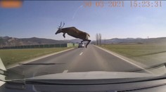 VIDEO: Mrazivé záběry: Chybělo málo a automobil srazil obřího jelena