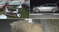 Řidič vjel autem do obřího stáda divočáků, jeho jízda byla smrtící!