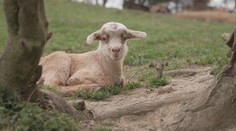 Zvířatům se na začátku jara rodí mláďata. Kozí farma hlásí desítky nových přírůstků