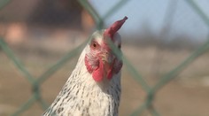 Na Jindřichohradecku se objevila ptačí chřipka, nebezpečná je i pro člověka