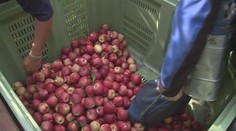Vrcholí sklizeň jablek a hrušek. Kvůli nepříznivému počasí stouply ceny