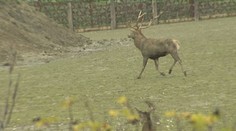 Horor v oboře: Vladimíra nabral jelen na parohy a zabil ho! VIDEO
