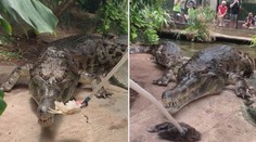 Menu podle Krakena: Krokodýl si smlsnul na pořádném kusu masa