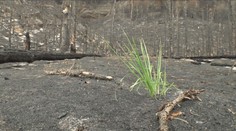 S obnovou Českého Švýcarska si příroda poradí. Na spáleništích už prosvítá zeleň