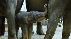 V Zoo Praha se narodilo druhé slůně, Janita byla březí téměř dva roky