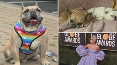 Psi Lady Gaga se našli! Zpěvačka slíbila odměnu 10 milionů korun