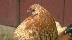 Riziko ptačí chřipky na podzim stoupá. Hlídejte drůbež, hlásí veterina