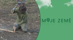 V Česku roste experimentální les. Nasbíráme tam jedlé kaštany i lískáče