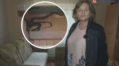 Anna sledovala televizi, když sáhla pod gauč, objevila hnízdo hadů!