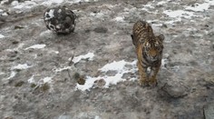 Pruhovaná prasátka. Tak by se dala nazvat mláďata tygrů ze zoo Hluboká