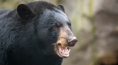 Rodině se do domu vloupal medvěd. Propadl se stropem, našli ho na sporáku