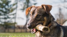 Veterináři varují: Kosti pejskům nedávejte, mohou je i zabít!