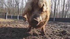 Vzácná prasata čelí africkému moru. Ochránci bojují za jejich přežití
