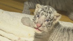 V čínské zoo se narodilo šest bílých tygrů. Jedná se o světový unikát